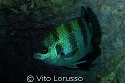 Fishs by Vito Lorusso 